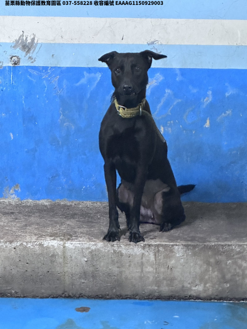領養大型黑色母犬