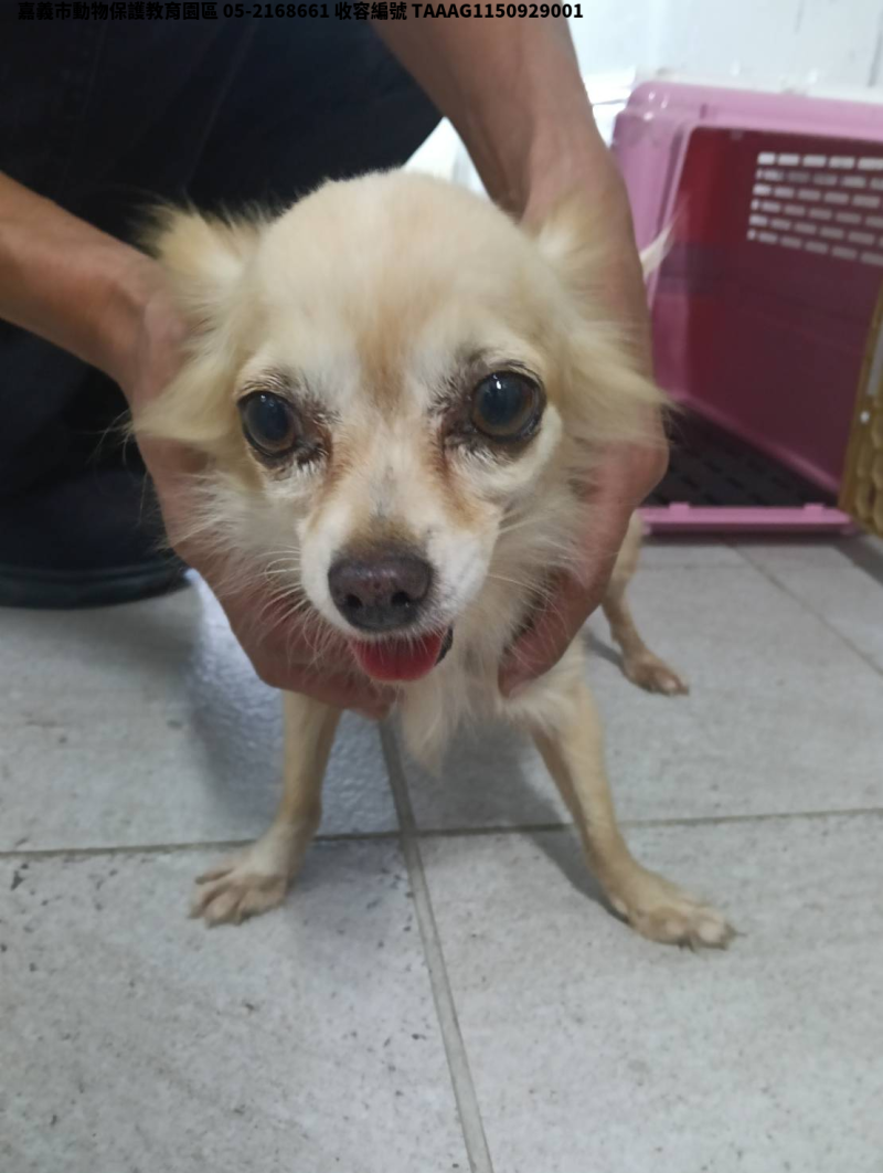 領養小型白色公犬