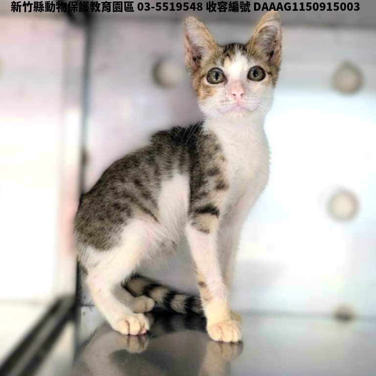 領養小型虎斑白色公貓