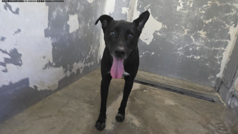 領養中型黑色公犬