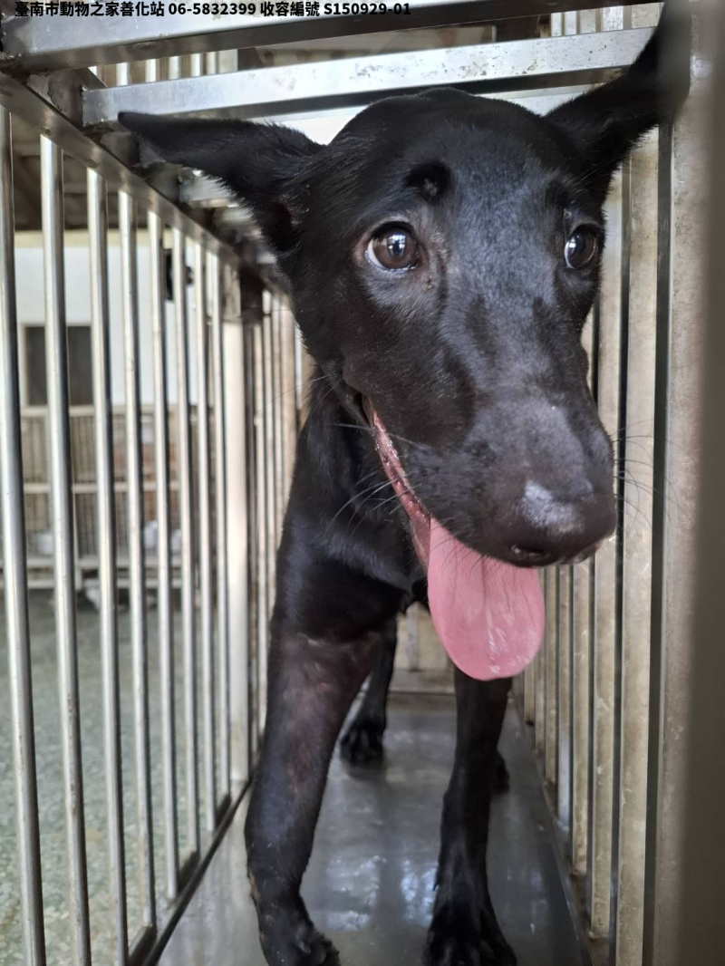 領養大型黑色母犬