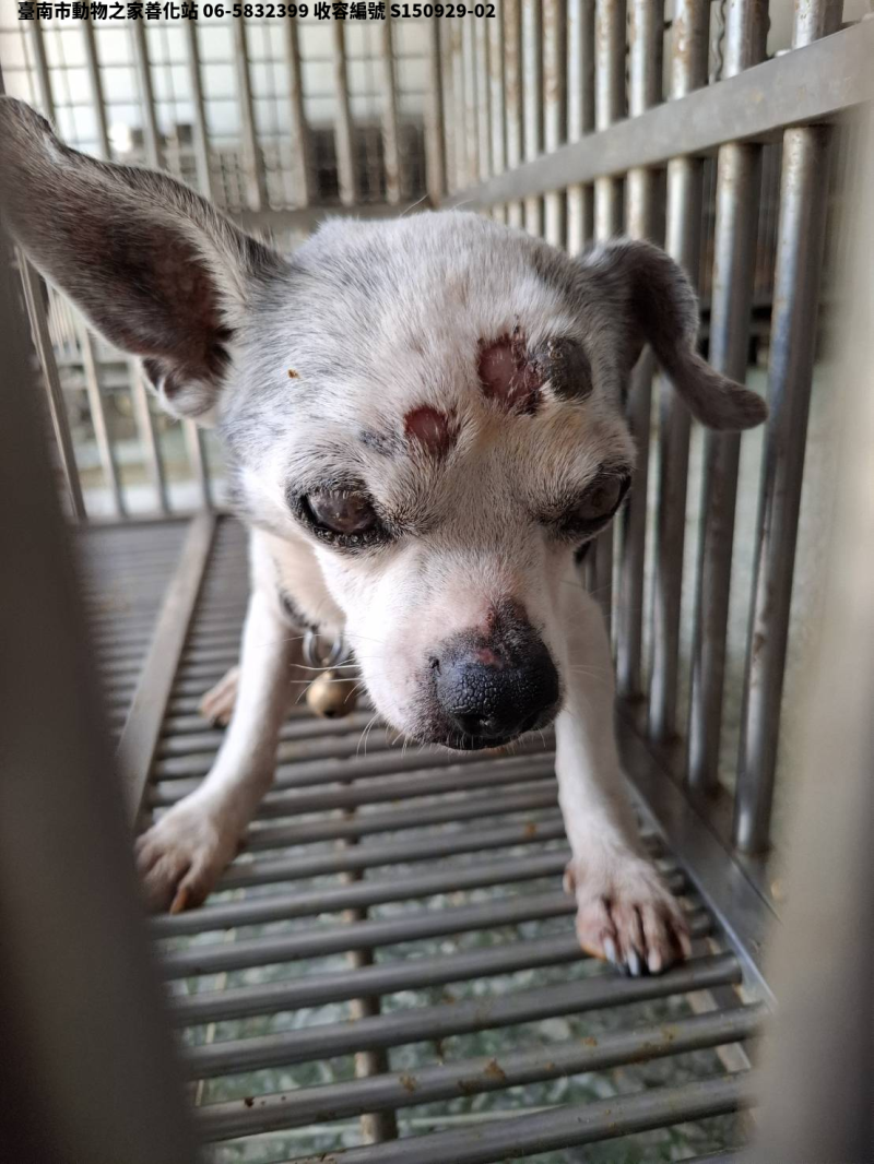 領養小型白色公犬