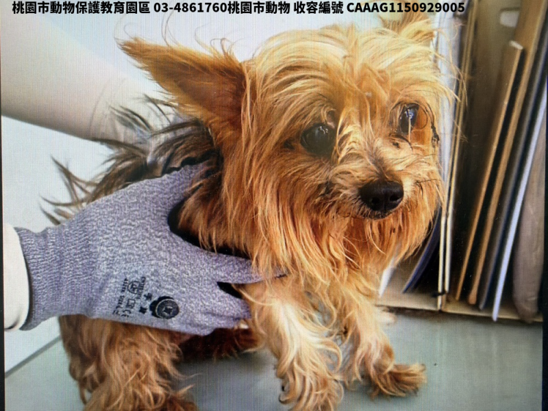 領養小型黃色母犬