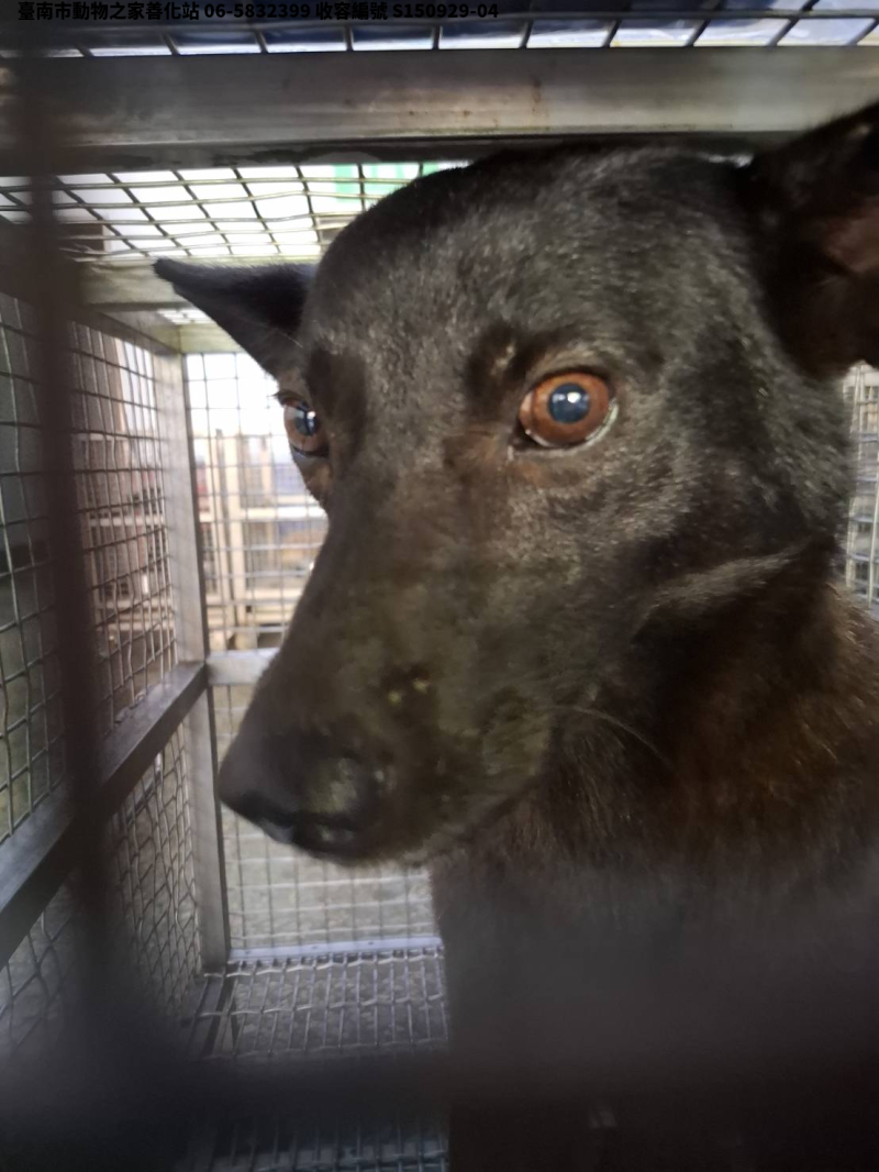領養中型黑色母犬