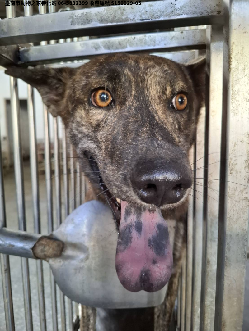 領養中型虎斑色公犬