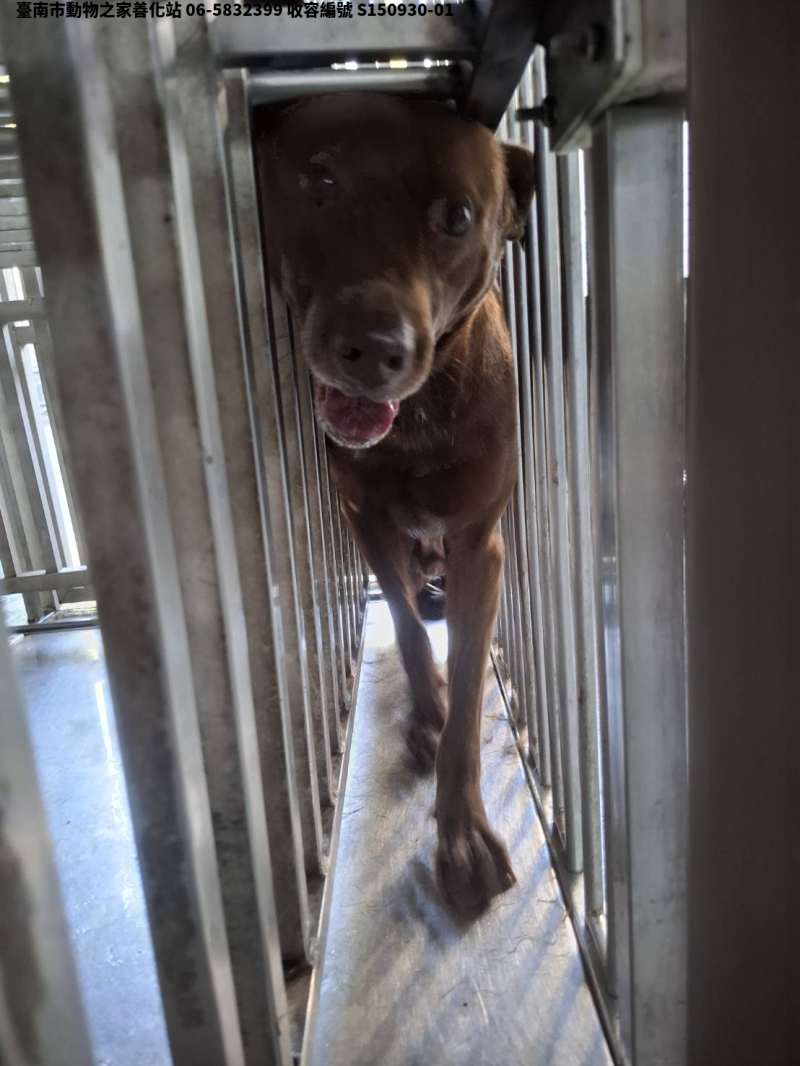 領養大型咖啡色公犬