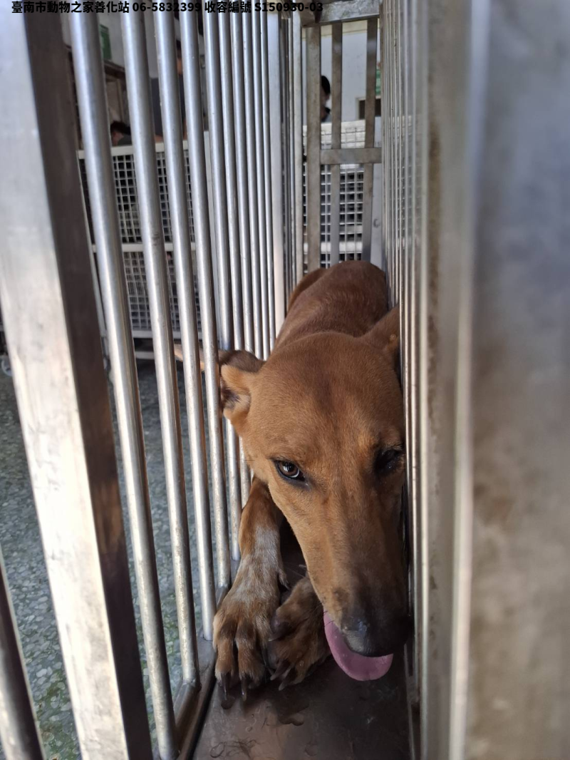 領養大型黃色公犬