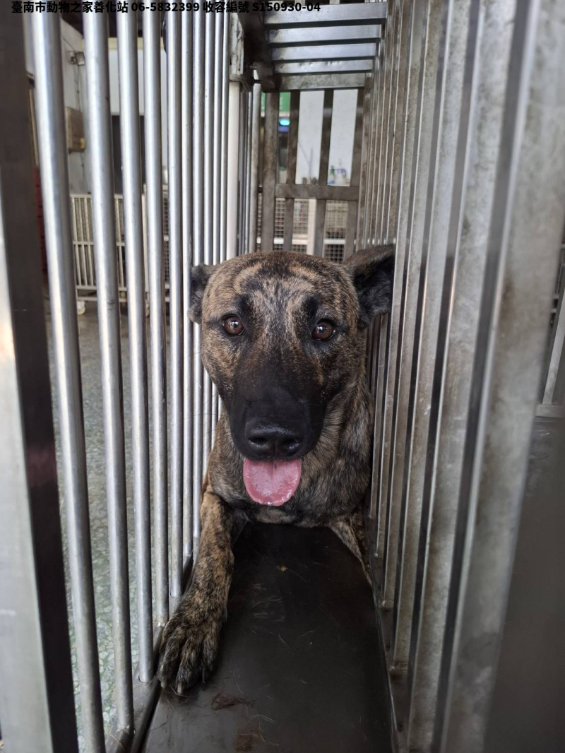 領養大型虎斑色公犬