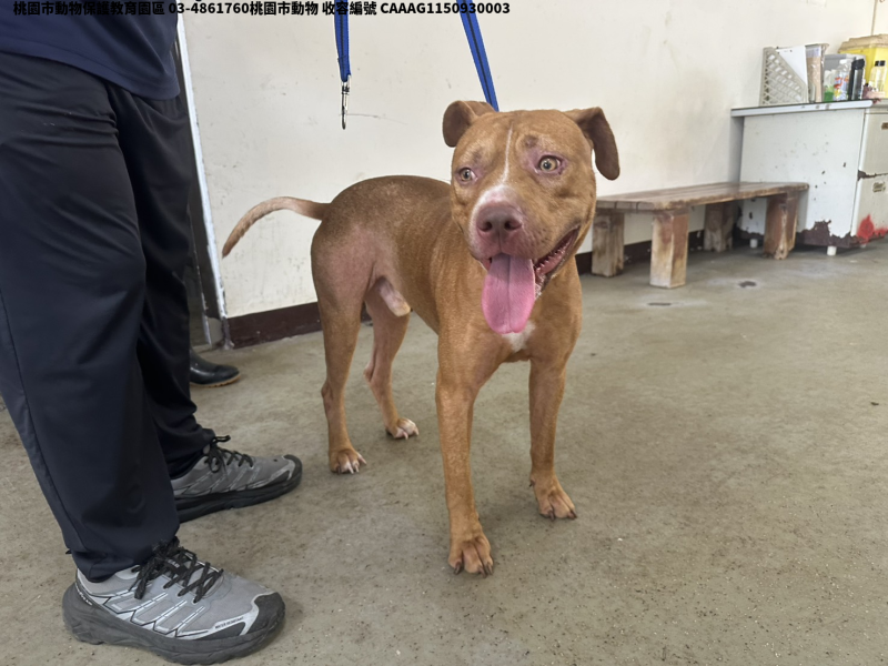 領養大型黃色公犬