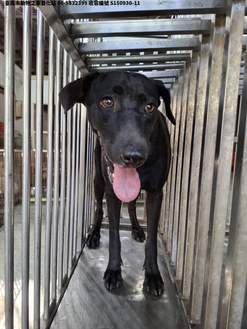 領養大型黑色母犬
