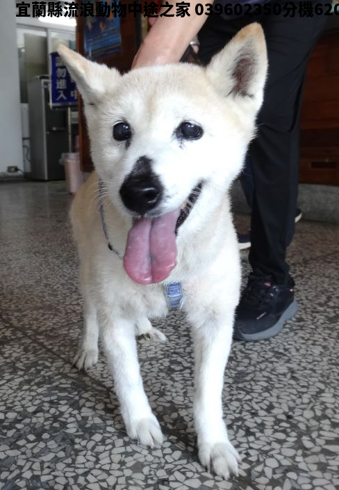 領養大型黃白色公犬