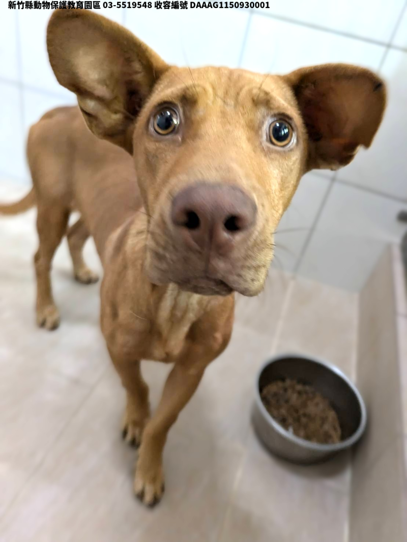 領養中型黃色公犬
