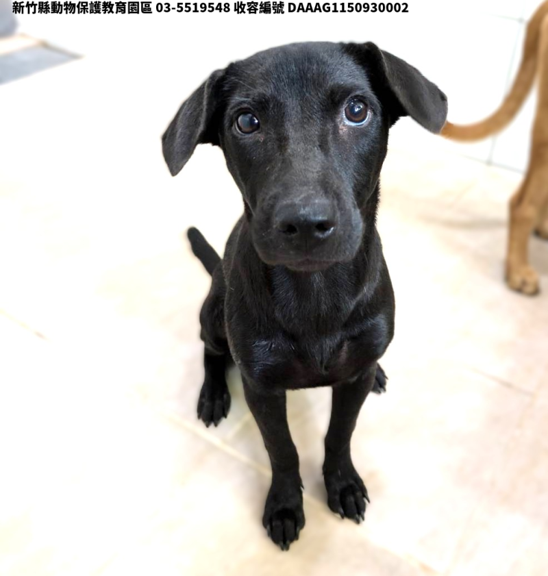 領養中型黑色母犬