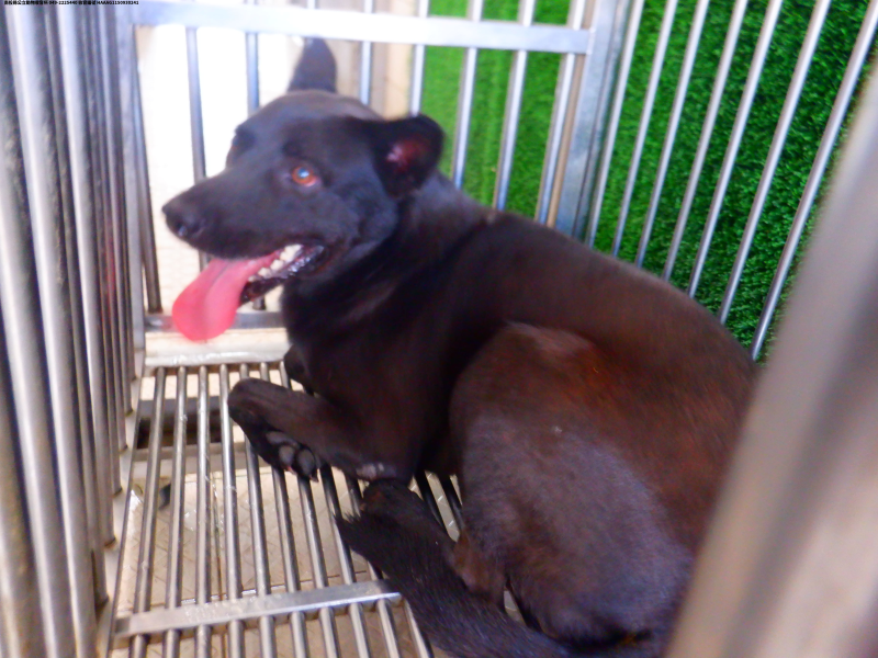 領養中型黑色公犬