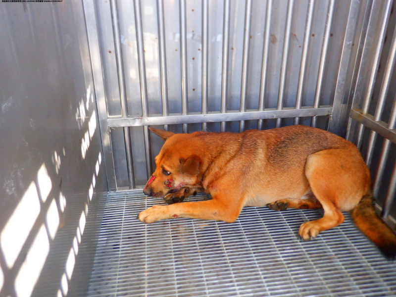 領養中型黃色公犬
