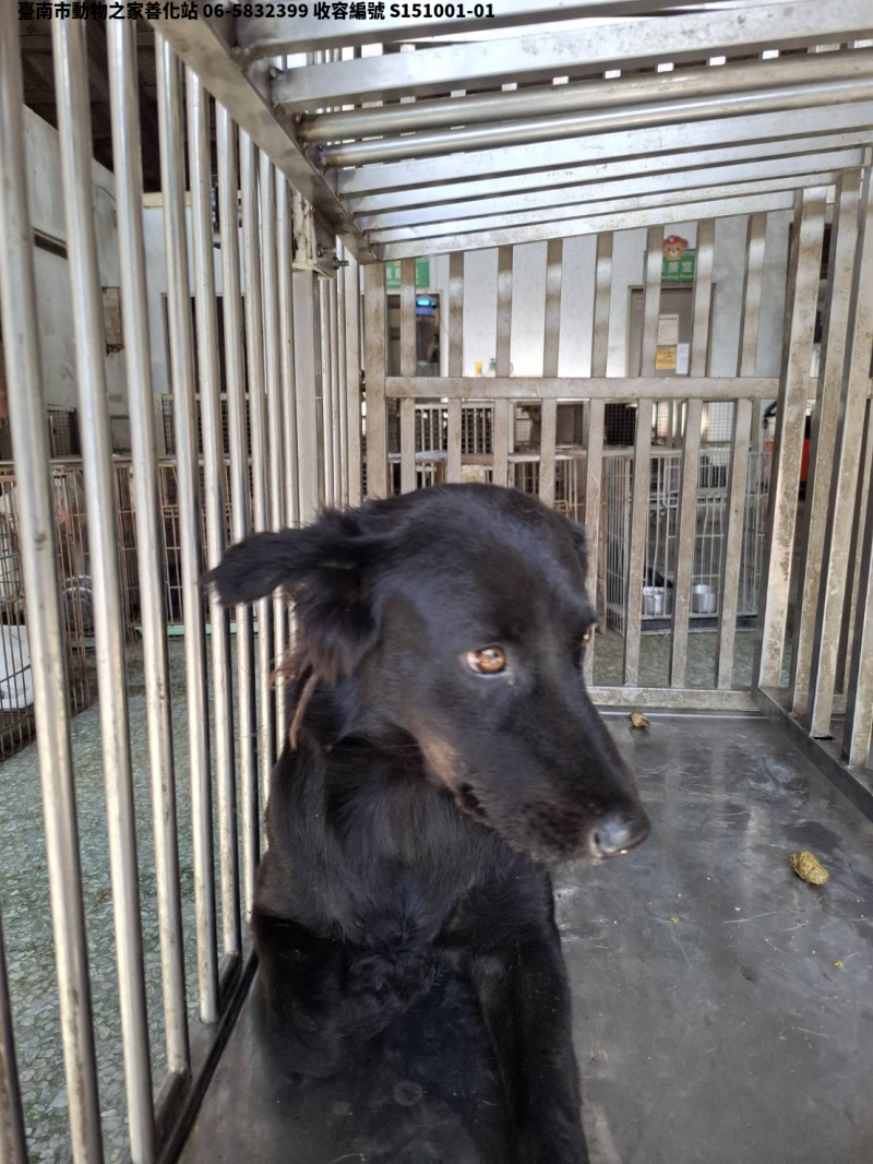 領養中型黑色母犬