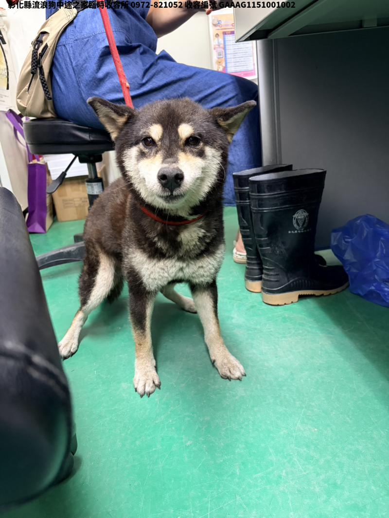 領養中型黑白色母犬