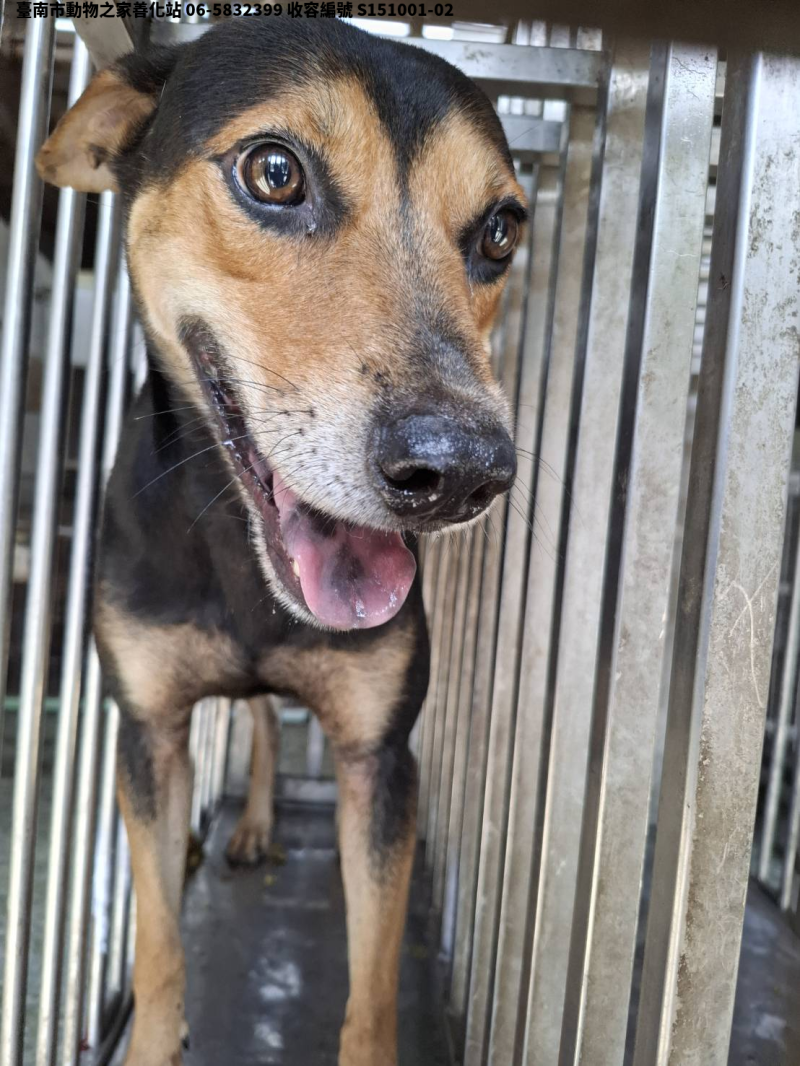 領養中型黑黃色公犬