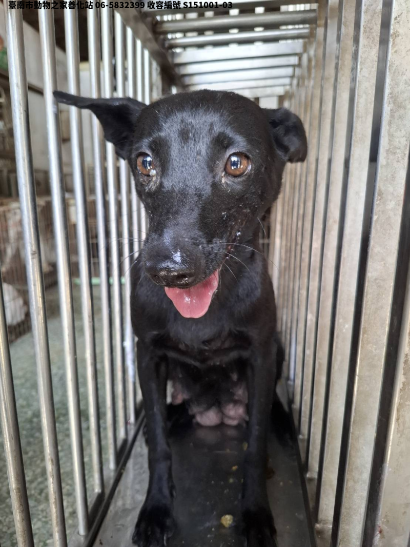 領養中型黑色母犬