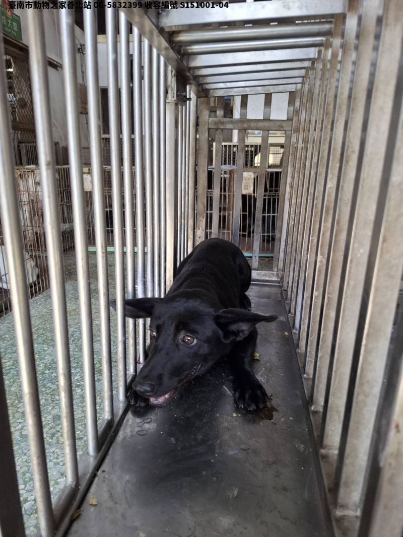 領養中型黑色公犬