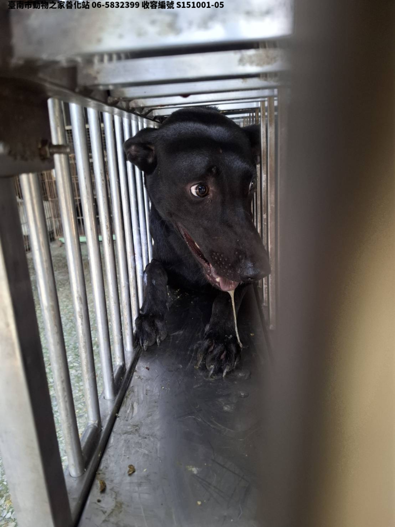 領養中型黑色公犬