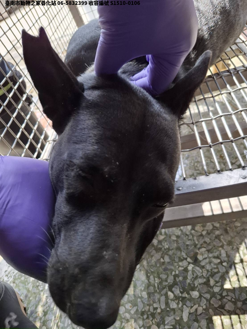 領養大型黑色母犬