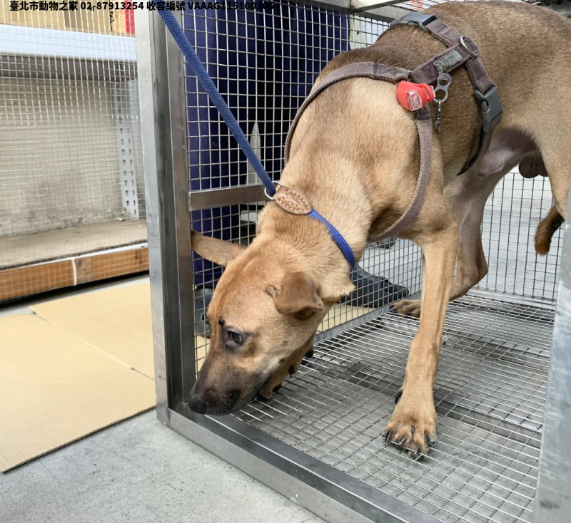 領養中型黃色公犬