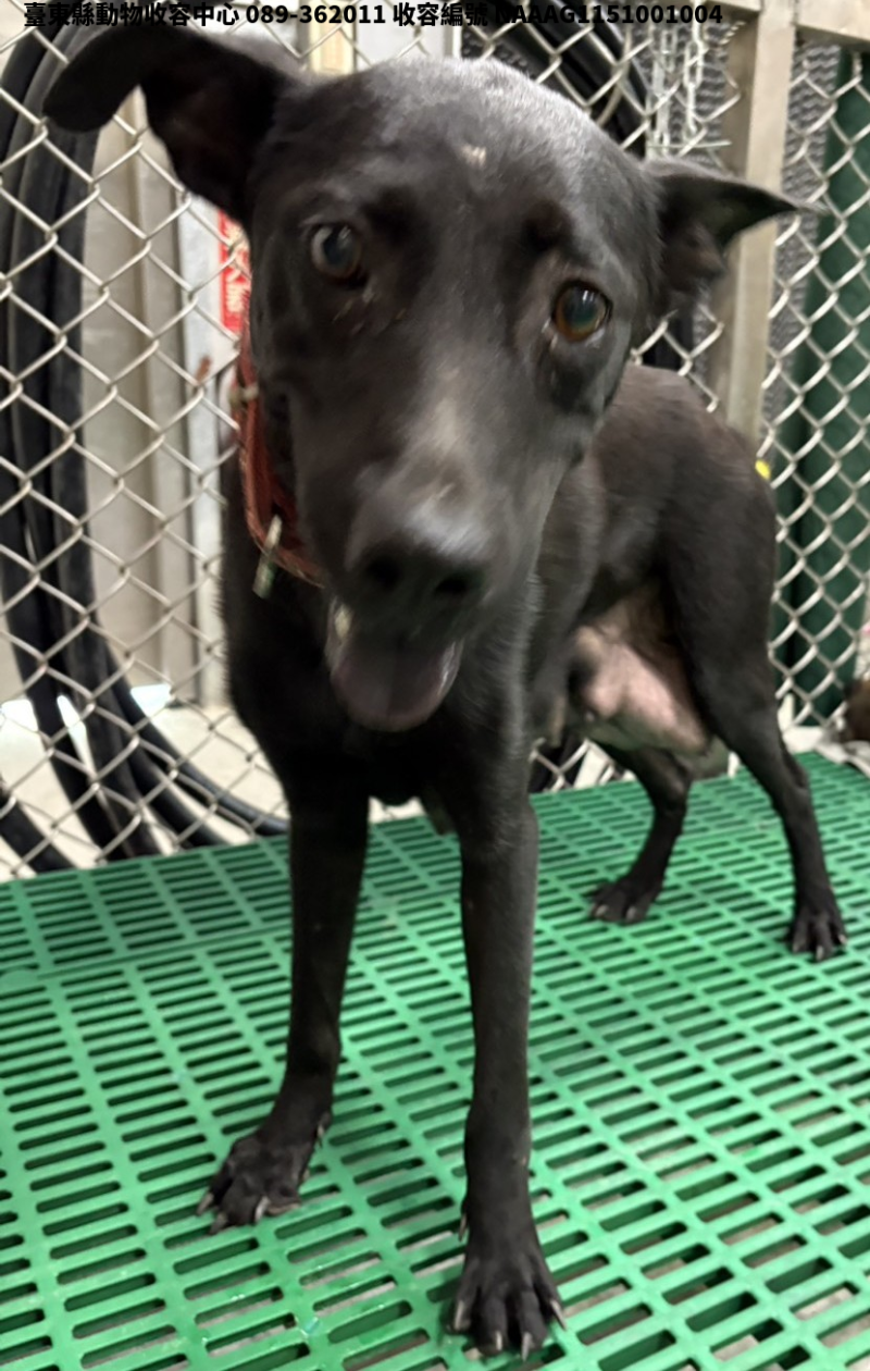 領養中型黑色母犬