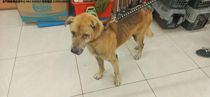 領養中型黃色公犬