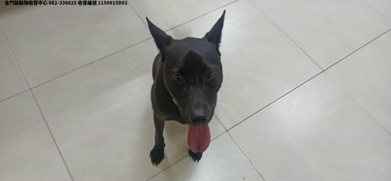 領養中型黑色公犬
