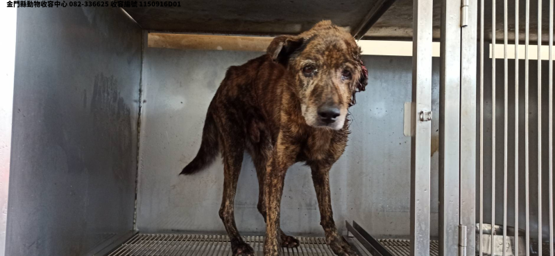 領養中型虎斑色公犬