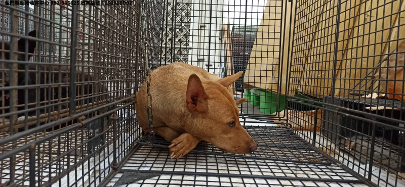 領養中型黃色母犬