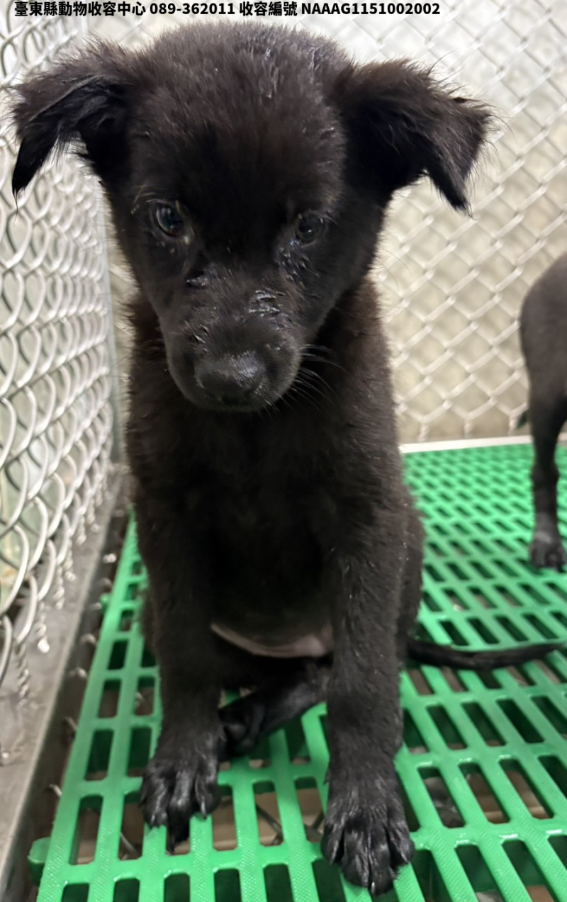 領養小型黑色公犬