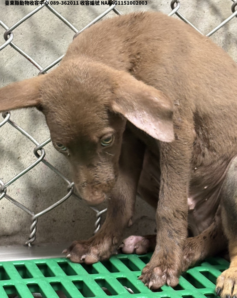 領養小型棕色母犬
