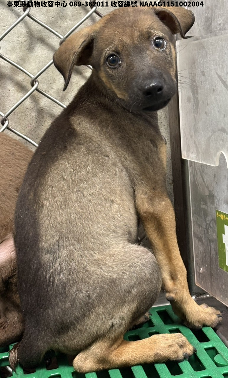 領養小型棕色母犬