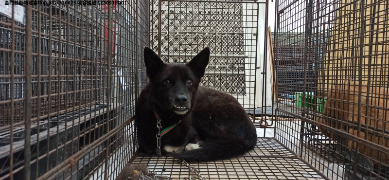 領養中型黑白色母犬