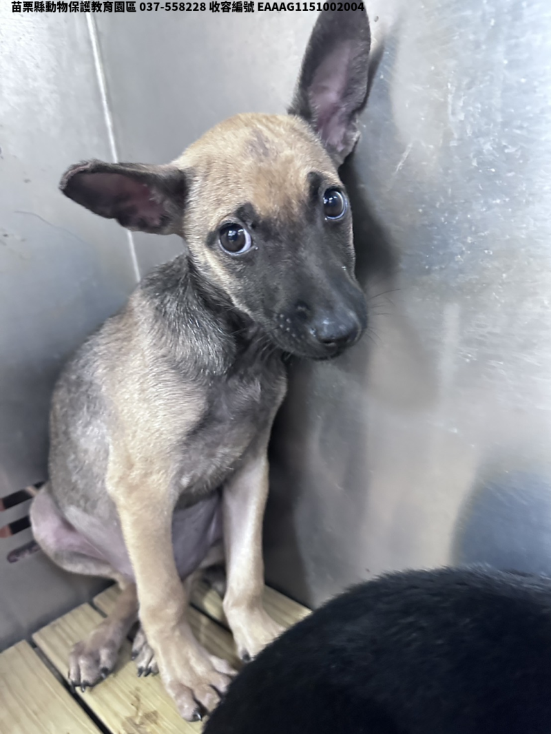 領養小型黑黃色母犬