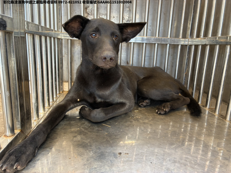 領養中型黑色公犬