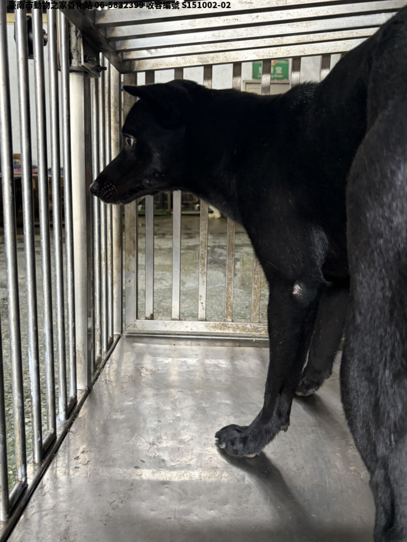 領養大型黑色公犬
