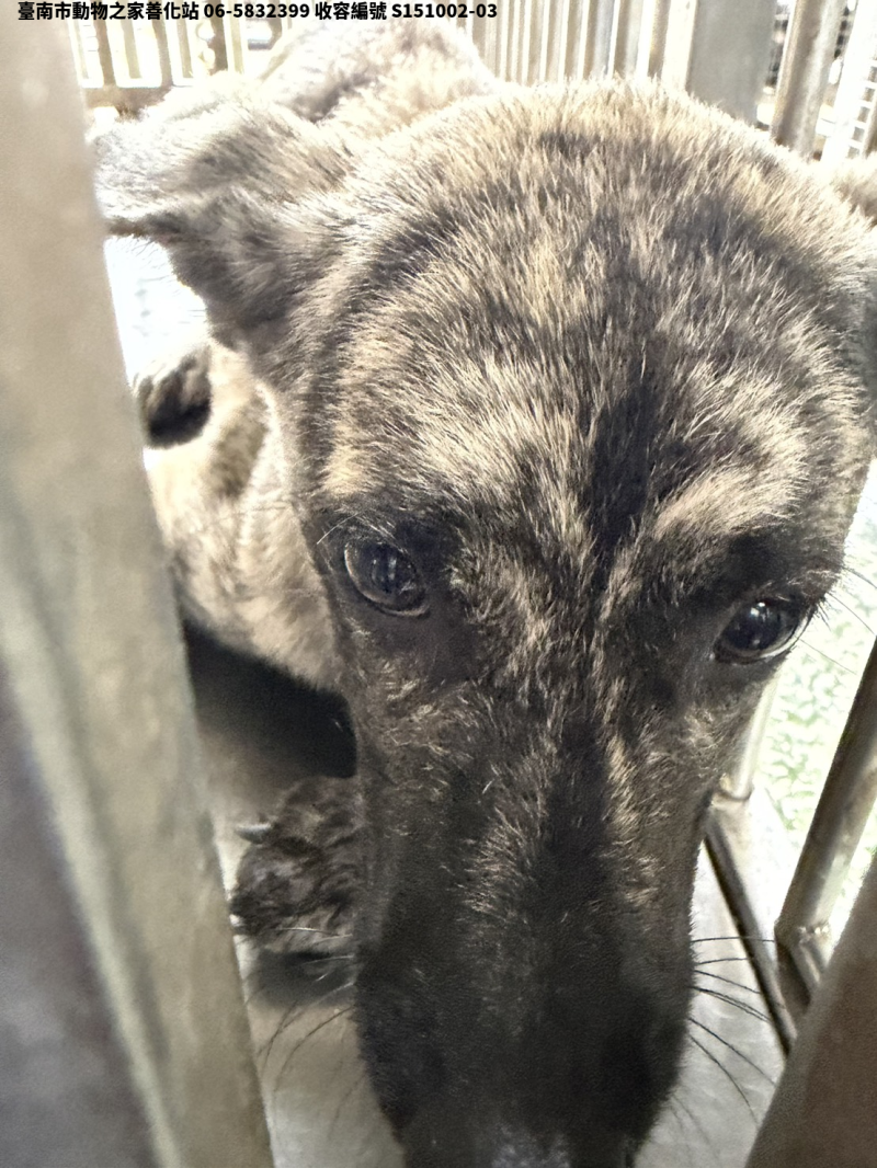 領養大型虎斑色母犬