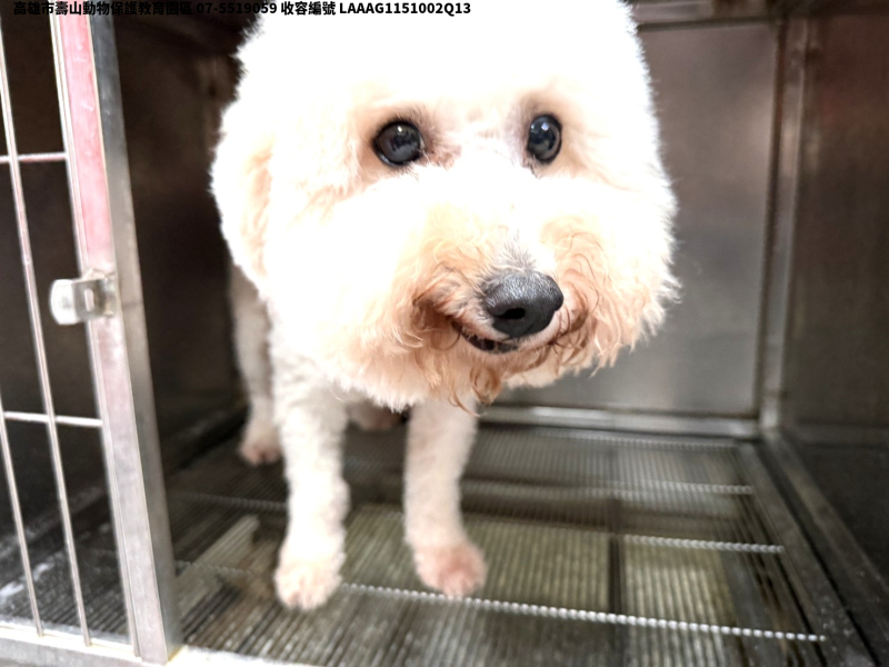 領養大型白色公犬