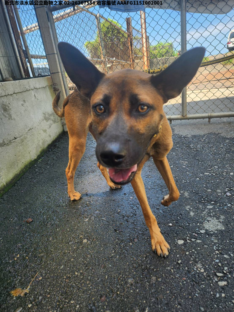 領養中型黑棕色公犬