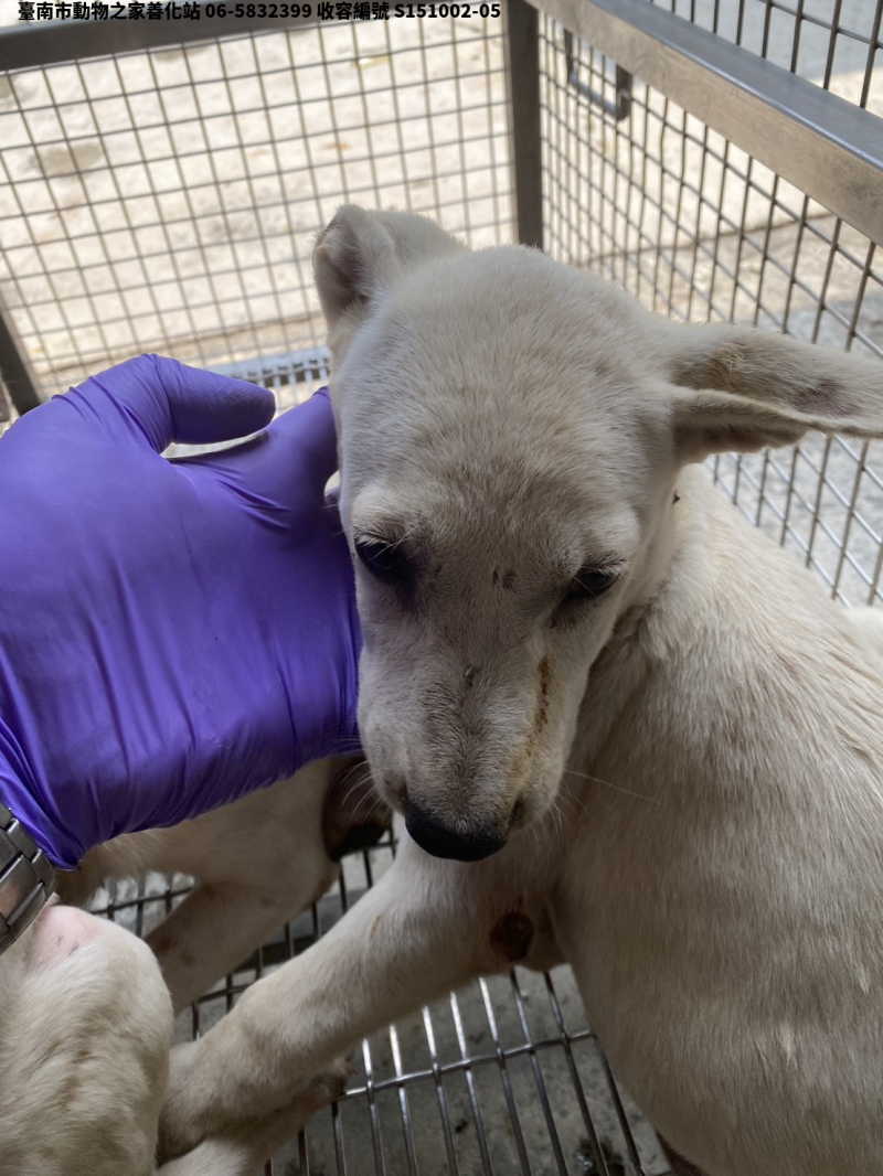 領養中型黃白色公犬