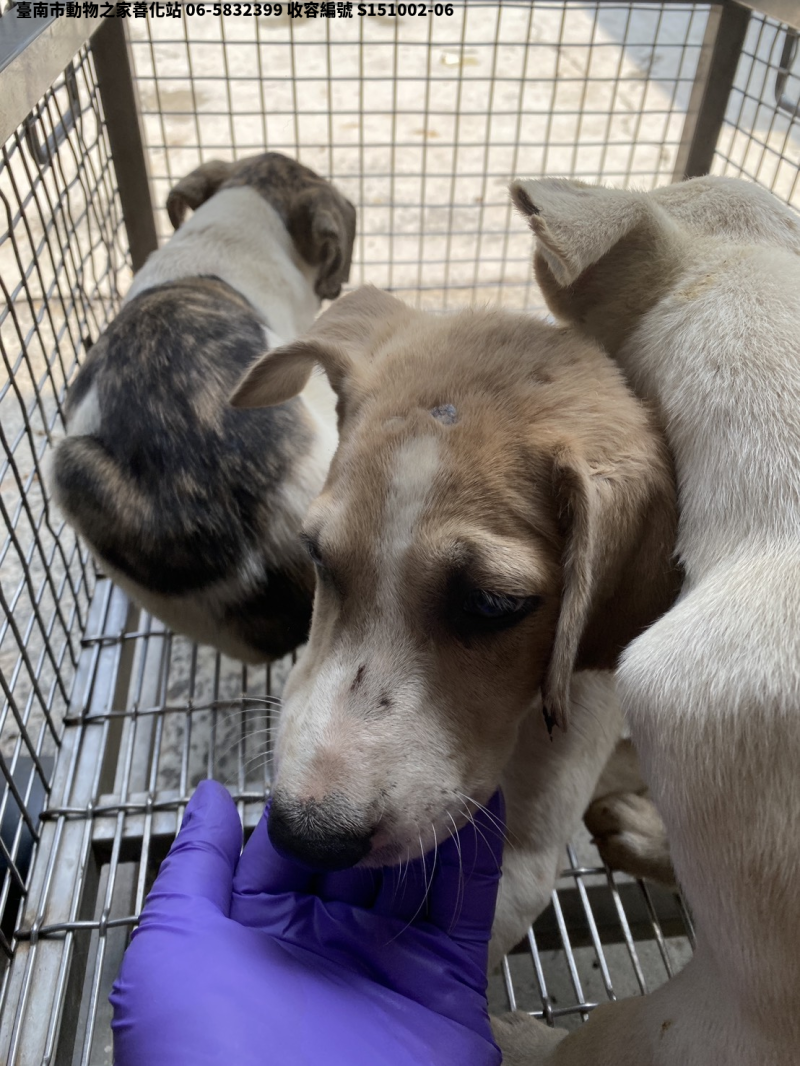 領養中型黃白色公犬
