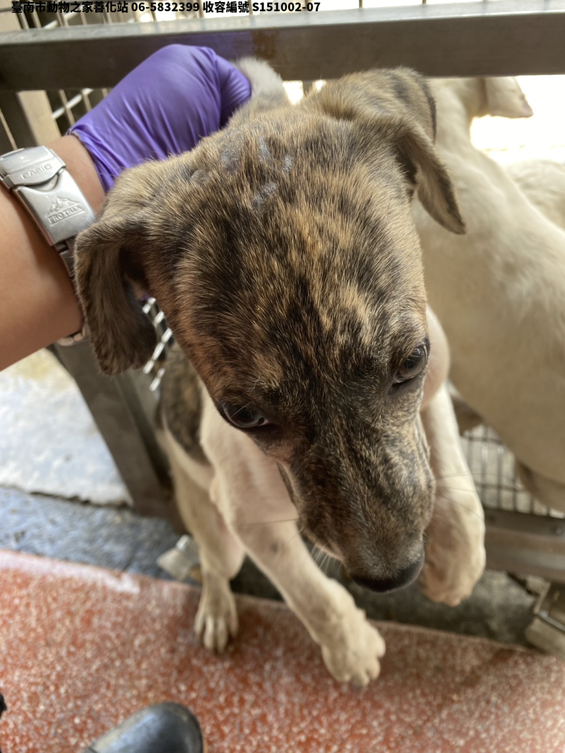 領養中型母犬