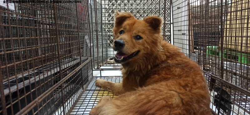 領養中型黃色公犬