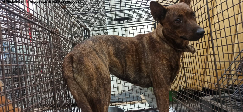 領養中型虎斑色母犬