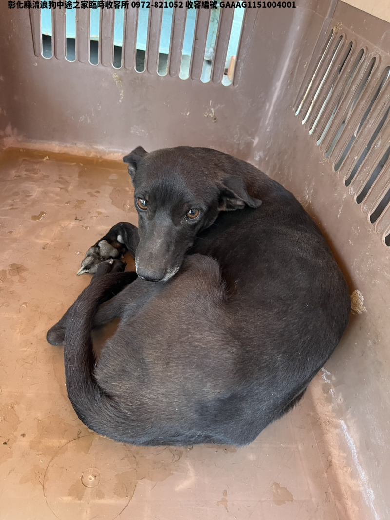 領養小型黑色母犬