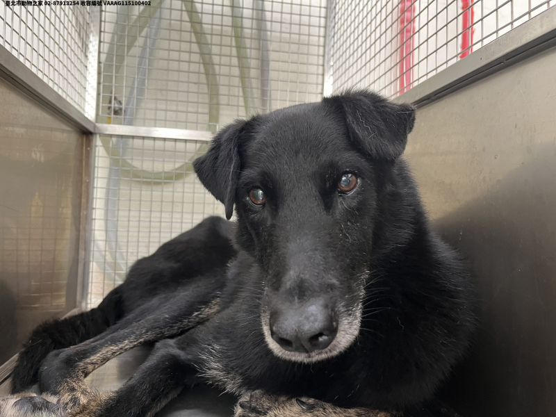 領養中型黑色公犬