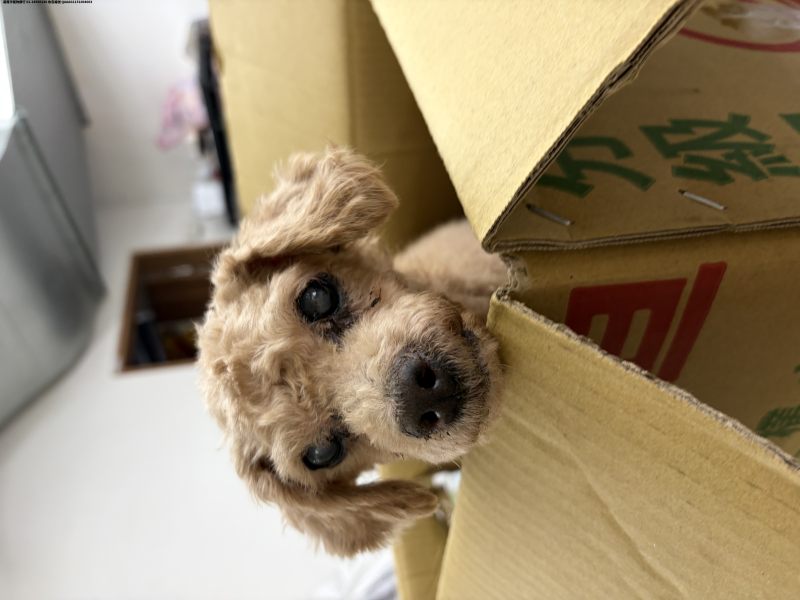 領養小型棕色公犬